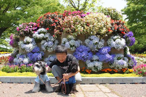 母の日といつもの公園_f0197317_1143519.jpg