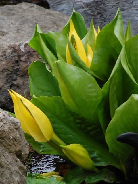 アメリカ水芭蕉 アメリカミズバショウ めずらしい花
