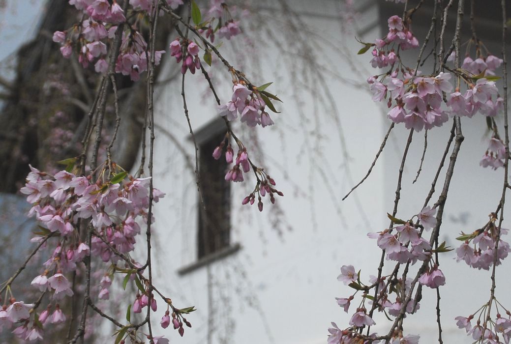 東北早春賦・・・角館の桜は今年も満開を逃す・・・_a0031821_20314124.jpg
