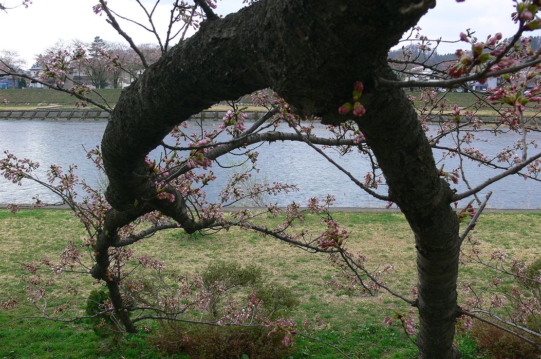 東北早春賦・・・角館の桜は今年も満開を逃す・・・_a0031821_2035169.jpg