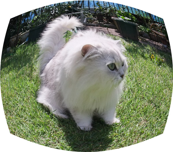 カリンちゃん with Content-Aware _f0077521_11293590.jpg