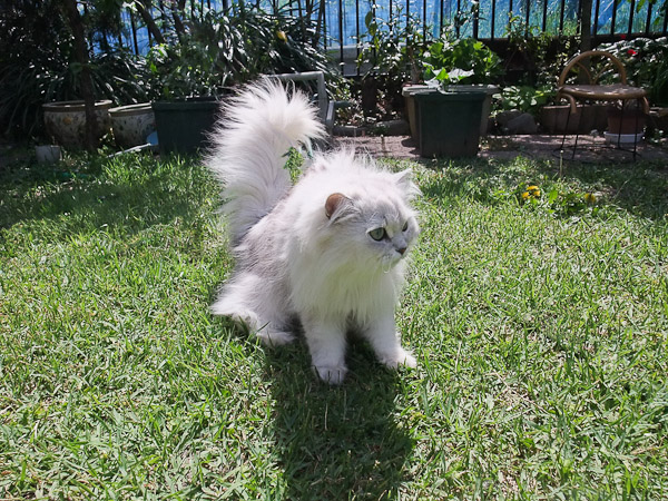 カリンちゃん with Content-Aware _f0077521_975768.jpg