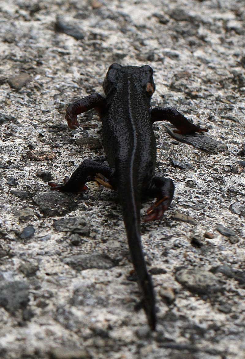 アマミシリケンイモリ Cynopus Ensicauda Ensicauda 鳥平の自然だより 動物編