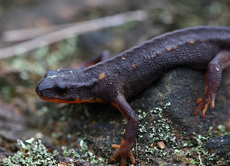アマミシリケンイモリ Cynopus Ensicauda Ensicauda 鳥平の自然だより 動物編