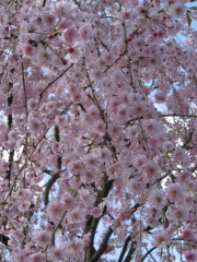b0147224_20444917.jpg