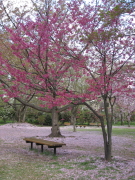 b0147224_2048586.jpg
