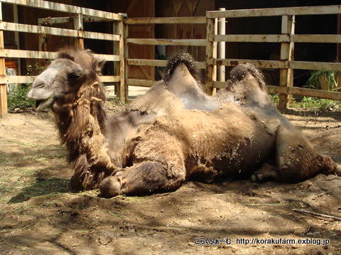 こども動物自然公園のラクダさん_c0188824_0324985.jpg