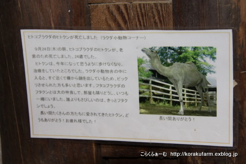 こども動物自然公園のラクダさん こらくふぁーむ