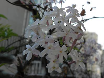c0201427_22134279.jpg
