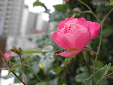 c0201427_22152665.jpg