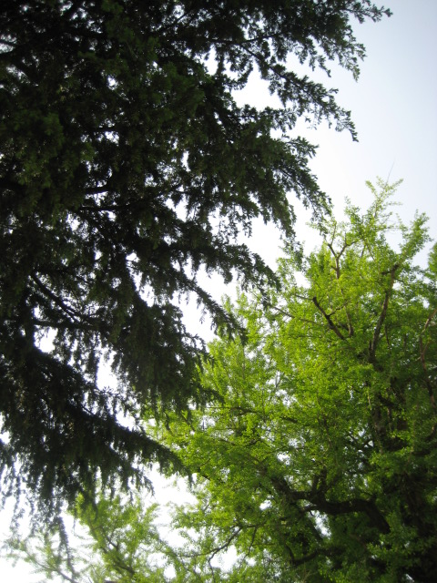 d0147727_1903519.jpg