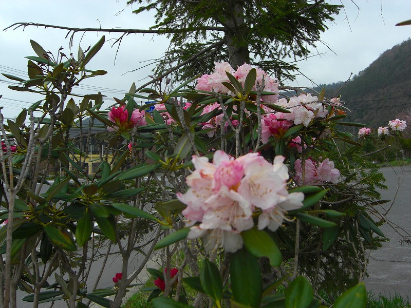 a0057828_8353960.jpg