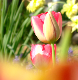 c0000134_155284.jpg