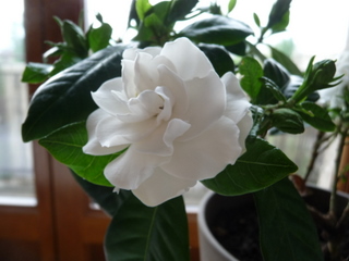 僕の生活リストラ:首切らせて頂きます。_c0201334_10311859.jpg