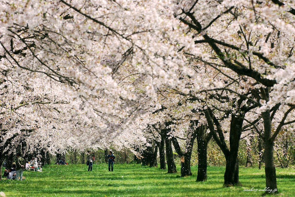 桜吹雪４_d0067934_18581382.jpg