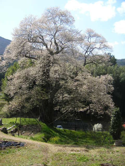 桜巡りの1日_b0096638_1153065.jpg