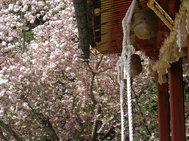 塩竃神社お花見_b0158041_2084357.jpg