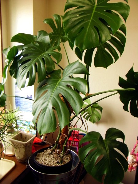 モンステラの植え替え たのしい園芸