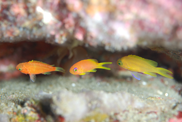 3つ魚(ぎょ)、、、。_b0186442_18404549.jpg