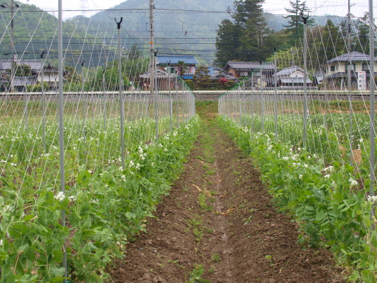 今年の夏野菜、どうしようかな。_c0072843_1992343.jpg