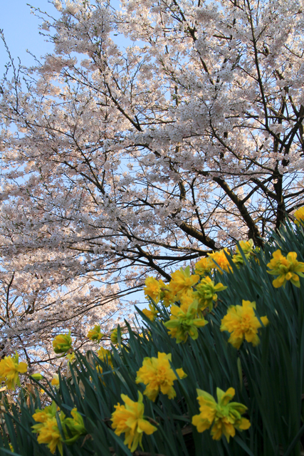 畜産研究センターの桜_b0076646_20154693.jpg