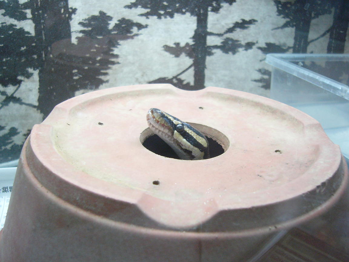 f0096947_20484073.jpg