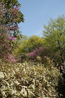 「ミツバツツジに彩られた山」（３）_f0201348_13143555.jpg