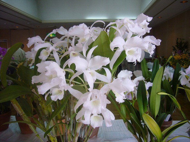a0112751_42459.jpg