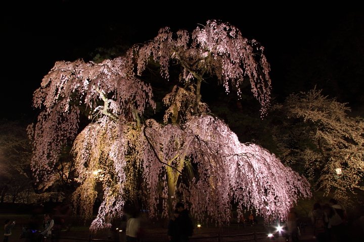 弘前公園の桜_b0126256_23255763.jpg