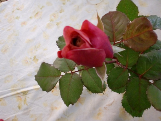 c0172261_9281880.jpg