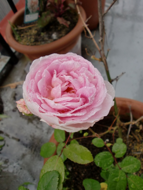 c0172261_9284378.jpg