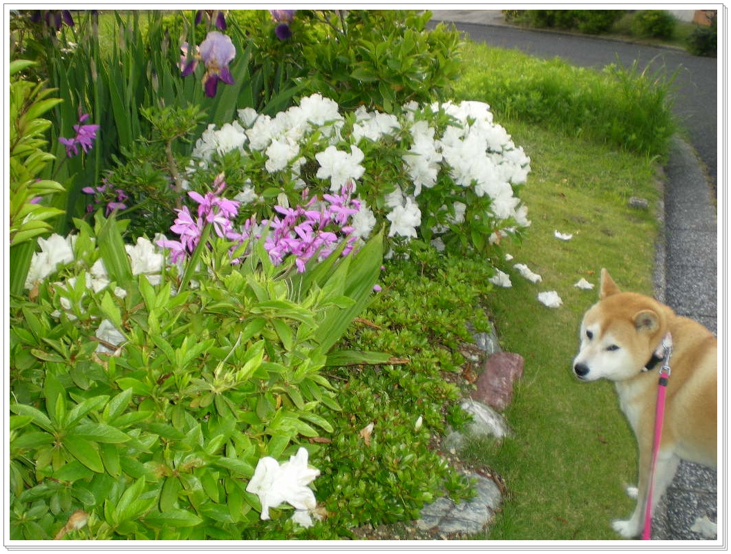 ２０１０年５月１０日（月）我が庭は花盛り！_f0060461_10203148.jpg