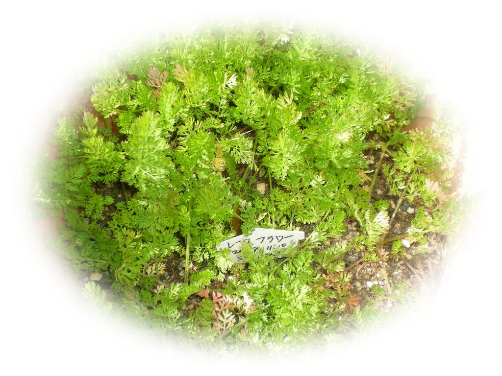 2010年5月10日(月)我が庭は花盛り!_f0060461_10301680.jpg