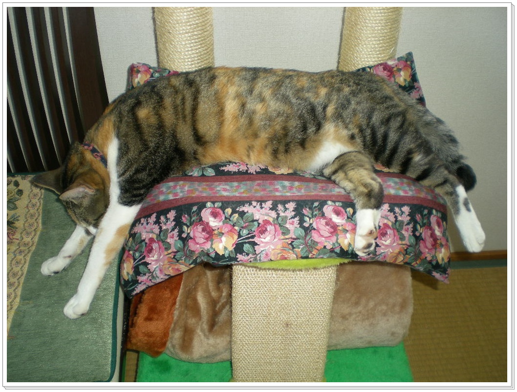 2010年5月10日(月)我が庭は花盛り!_f0060461_103305.jpg