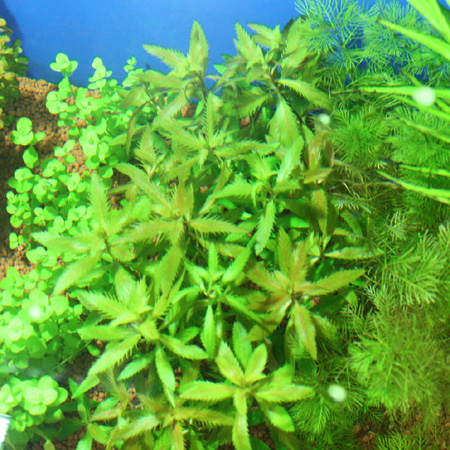 a0162263_211219100.jpg