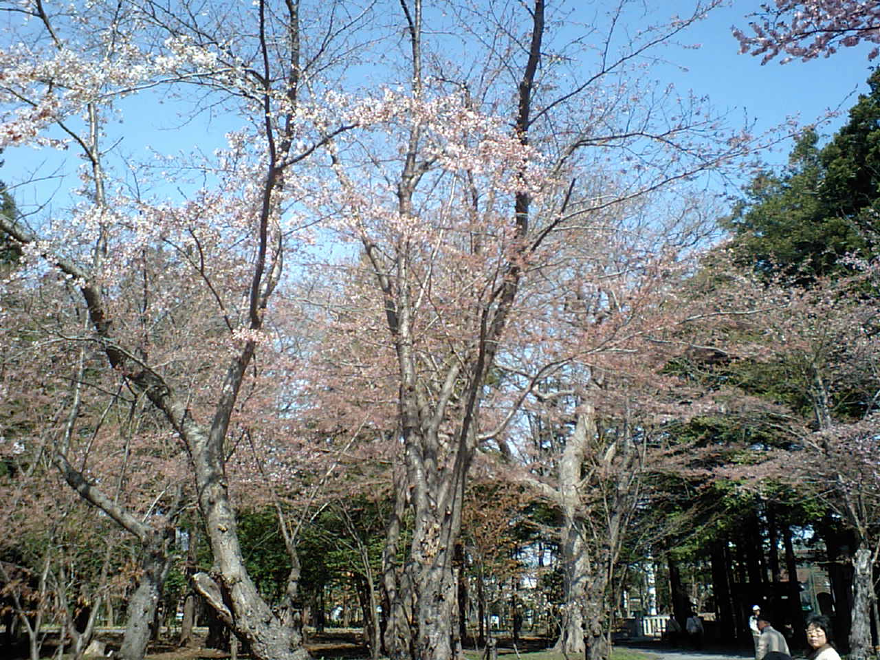 d0098665_1955586.jpg
