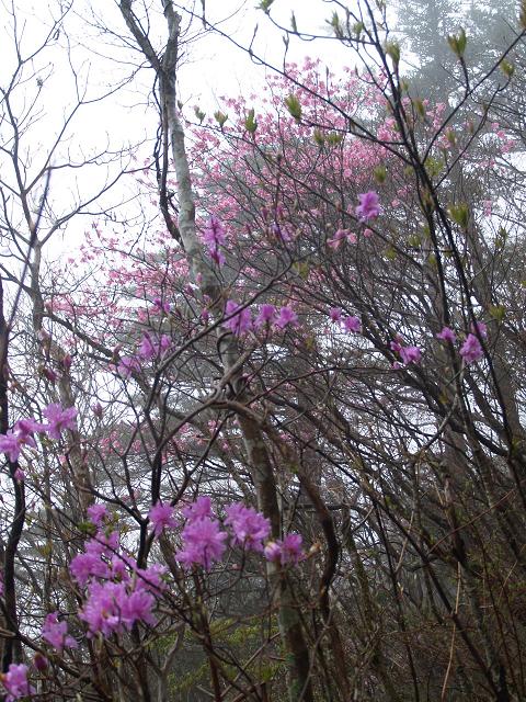 四国登山一日目（西赤石～東赤石縦走）_f0016066_23275825.jpg