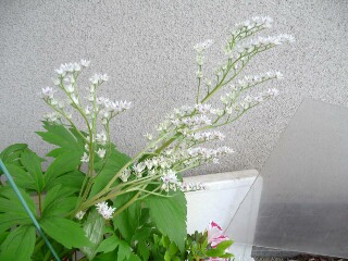 e0046477_140348.jpg