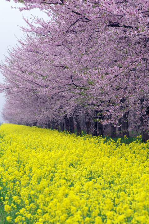 菜の花ロード 秋田県大潟村 Photo Mode