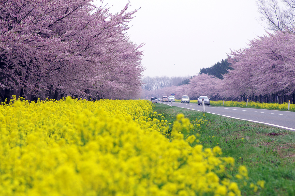 菜の花ロード 秋田県大潟村 Photo Mode