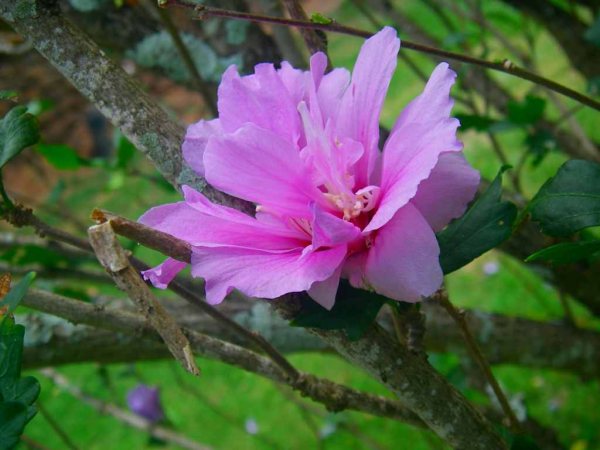 楽園ハワイの花図鑑