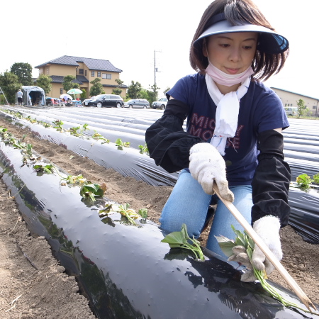 安納芋。まずは600本！_f0070493_23384764.jpg