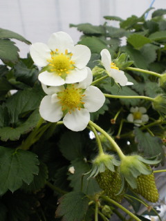 いちご狩り_a0134394_638484.jpg