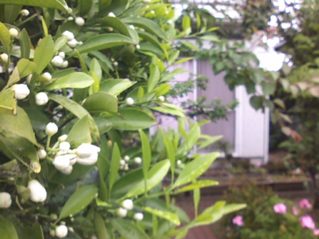 f0077595_1227224.jpg