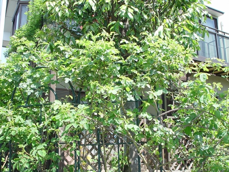 d0050399_0444630.jpg