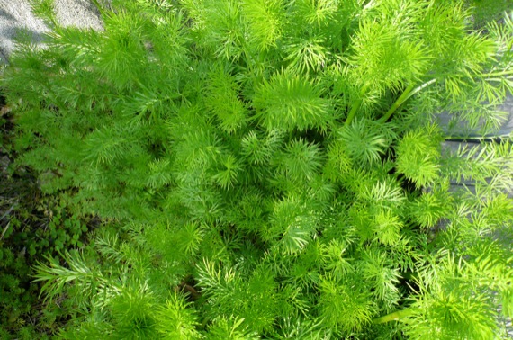 e0054299_9101358.jpg
