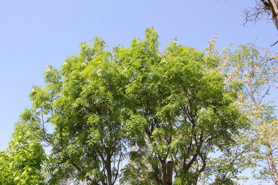e0054299_9301841.jpg