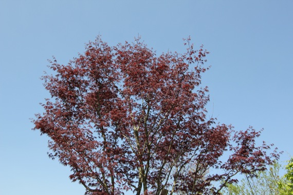 e0054299_9303352.jpg