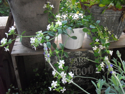 c0227800_11335715.jpg