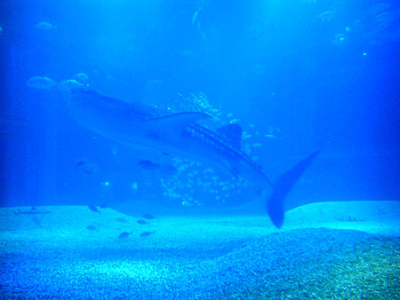 a0041508_17501.jpg